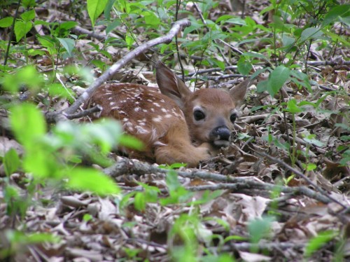 I met this little beauty a few years ago out in the woods.  Mommy deer was out eating and its camouflage was so good I almost stepped on it before I saw it.  Luckily I had a good camera with me that had a decent zoom lens so I could get a few pictures