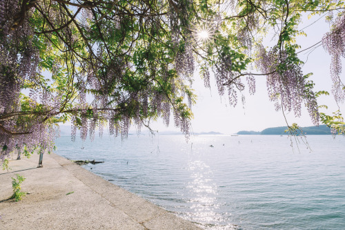 2022-05-01Spring, Wisteria flowerCanon EOS R3 + RF15-35mm f2.8L ISInstagram  |  hwantastic79vivid