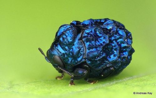 beetledrink:end0skeletal:Unidentified Leaf Beetles (Ecuador) byAndreas KayChlamisus or Fulcidax?kind