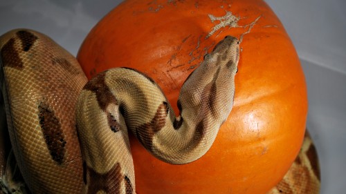 thlpp:Rocky hugged the bejeezus out of that pumpkin, I even had to carry it with him to his cage bef
