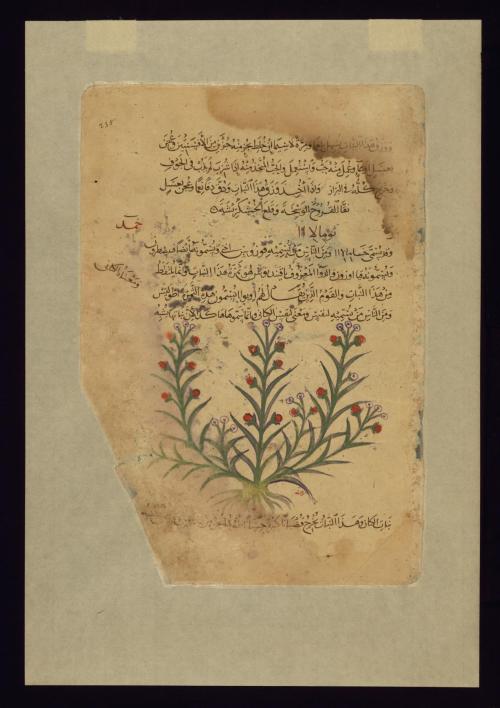 Four Leaves from the Arabic Version of Dioscorides’ De materia medica, W.750 by Dioscordines P