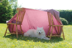 cacteui:  frothingmagpies:  One day I was sunbathing in the garden it got too hot for Lorcan but she didn’t want to be inside on her own so I made her a blanket fort to keep her cool &amp; she was pretty happy   omg so sweet