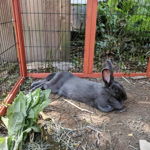 Meet Gus! She’s a neighborhood stray we took in. She likes dandelions and dirt baths.  . . . .