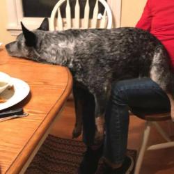 Awwww-Cute:  I Posted Previously About My Sister’s Dog Laying In Weird Positions,