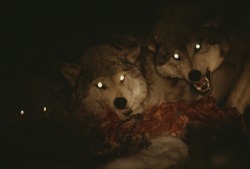teeth-are-for-tearing:  Pack of Gray Wolves