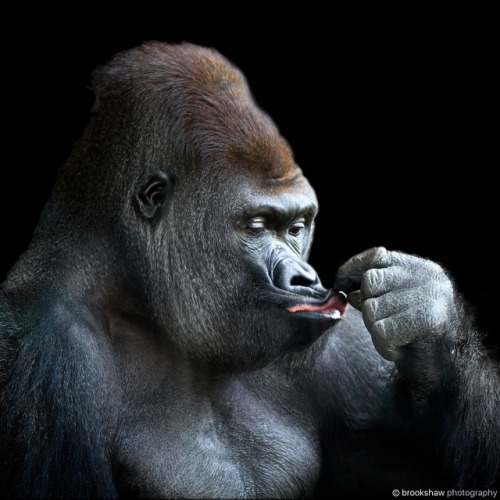 Look at this stunning version of my gorilla photo by Carla Grace Art!www.instagram.com/carla