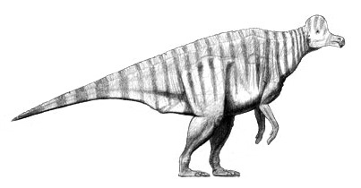 CorythosaurusCommon name: ‘Duck Billed’ DinosaurSize: up to 9 m (30 ft) longAge: Upper C