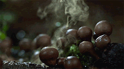 fencehopping:  Puffball mushrooms getting rained on. 