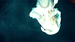 jenniiferlawrence:  30 Days of Hannibal (x)Day 11: Extreme close ups  