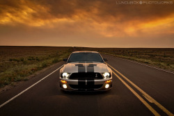 automotivated:  ShelbyFireSeason by Lunchbox