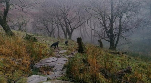Winter Woods