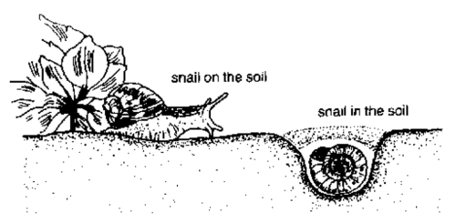 im-sensitive:elodieunderglass:Figure 1: the Snailthis year I was a snail in the soil and next year I