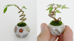 itscolossal:  Ultra Small Bonsai Plants Give New Meaning to the Word Miniature 