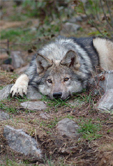 wolveswolves:  By Greg Governale