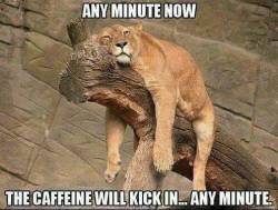 southernsassysub:  captainandhiskitten: Monday! Currently waiting for the miracle bean to take effect  ☕️  @empoweredinnocence 