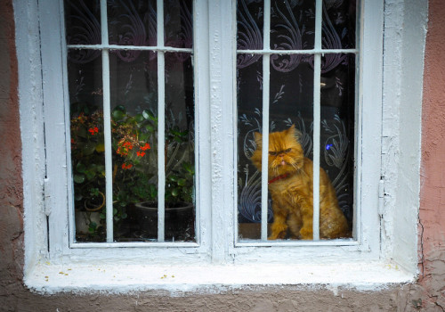 Grouchy Window Cat - Odessa(via dragonfly)