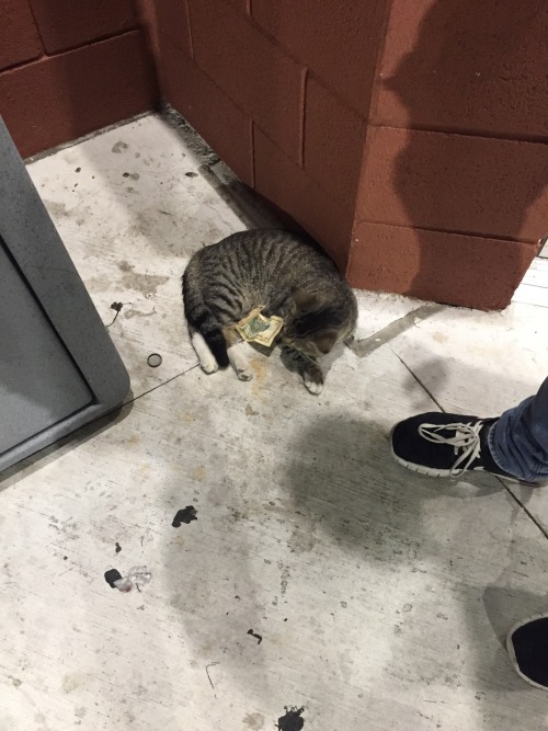 dreamykuma:  Please reblog hobo cat  He will bring you luck and will make sure you always have rent 