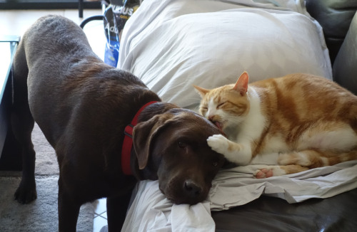 awwww-cute:  They do this everyday 