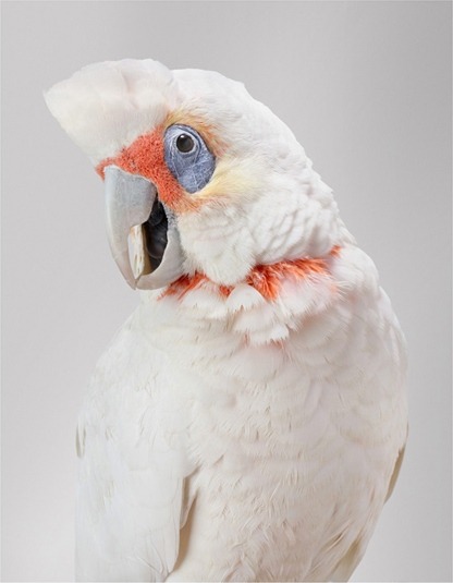 Porn photo  Biloela — Wild Cockatoos, Leila Jeffreys