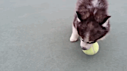 roachpatrol:  rraaaarrl:  Just taking a ball for a walkies [x]  this is too cute i am outraged 
