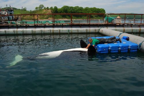 Gender: FemalePod: N/APlace of Capture: Reyneke Island, RussiaDate of Capture: August 2012Age at Cap