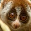 amailboxlemur