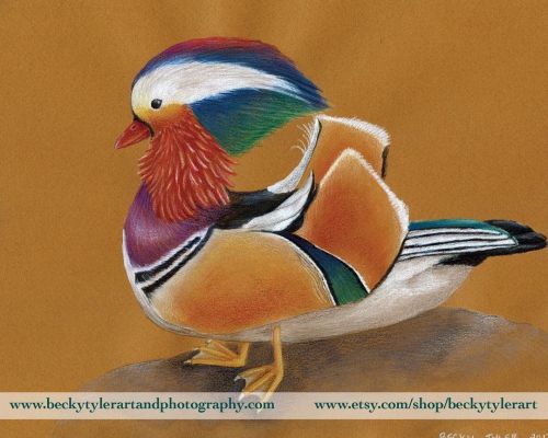 This Mandarin Duck is on his way to New Jersey. @etsy #drawing #art #duck #mandarinduck #coloredpenc