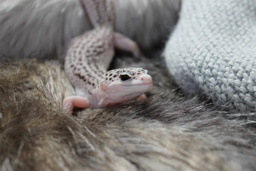 celestial-cometscales:Let me present my out of focus photos, because Thea is too pure and beautiful 