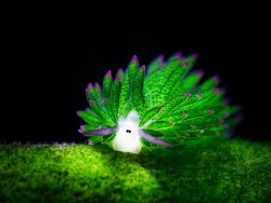 deepsea:  (via 地球内生物筆頭のおしゃかわビューティー。ウミウシの造形美とカラフルさがニクイ！ : カラパイア) 