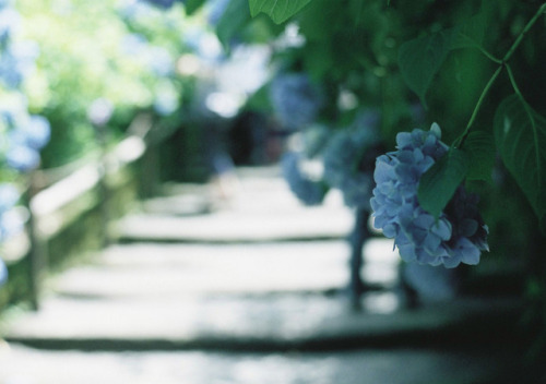 yukki-m: 鎌倉 明月院の紫陽花です。 明月院ブルーの場所は人が多くて ぜんぜん撮れませんでした( ･ᴗ･̥̥̥ ) でも、このフチのある紫陽花も可愛い。 1枚目はちょっとだけハートに見えるかな