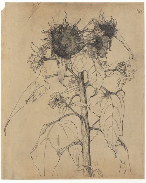 nobrashfestivity: Richard Nicolaüs Roland Holst, Sunflowers, 1892