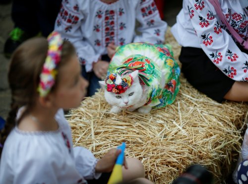 fotojournalismus:A cat dressed in a traditional Ukrainian embroidered shirt takes part in a parade i