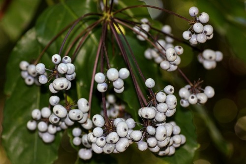 Mackinlaya macrosciadeaFruit surface blue-grey. Fruits arranged in umbels, laterally compressed, and