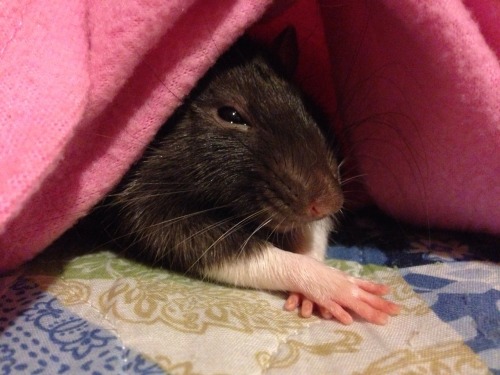 umbragarden:  Gandy and Leo LOVE sleeping in my snuggie :3 