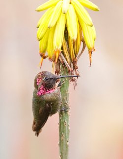 sdzoo:  Hummingbird by Brian Connolly 