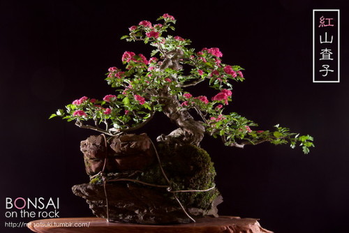 紅山査子（ベニサンザシ）の石付盆栽BENI-SANZASHI, Hawthorn bonsai on a rock2018.5.6 撮影bonsai on the rock| Creema | BAS