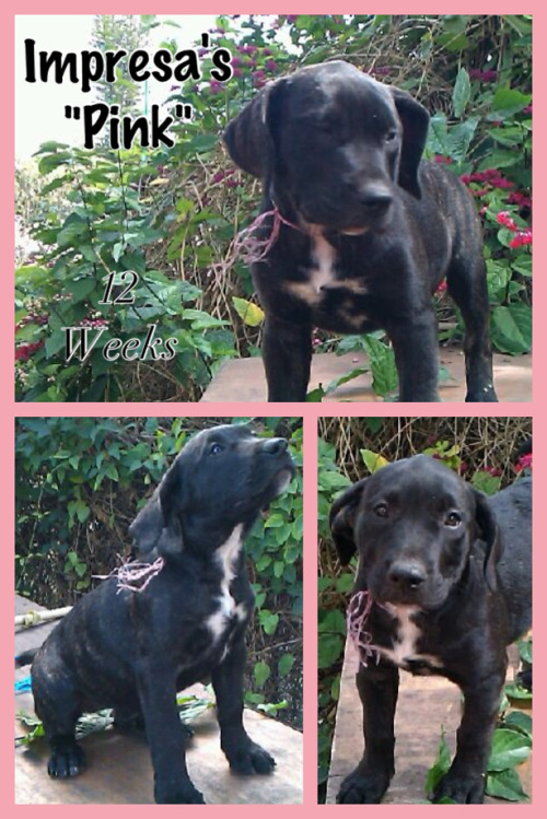 Impresa Kennels Presa Canario Breeders Miami, FL (786) 383-4DOG (4364) See more pics on Facebook Imp