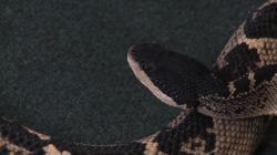 Reptilesrevolution:  This Is The One Of The Best Vipers Of The World = Black Headed