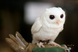 goodnightmoonvale:  end0skeletal:  Luna, the leucistic (not albino) male screech owl   Leucism is a condition in which there is partial loss of pigmentation in an animal resulting in white, pale, or patchy coloration of the skin, hair, feathers, scales