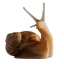 official-snail-posts