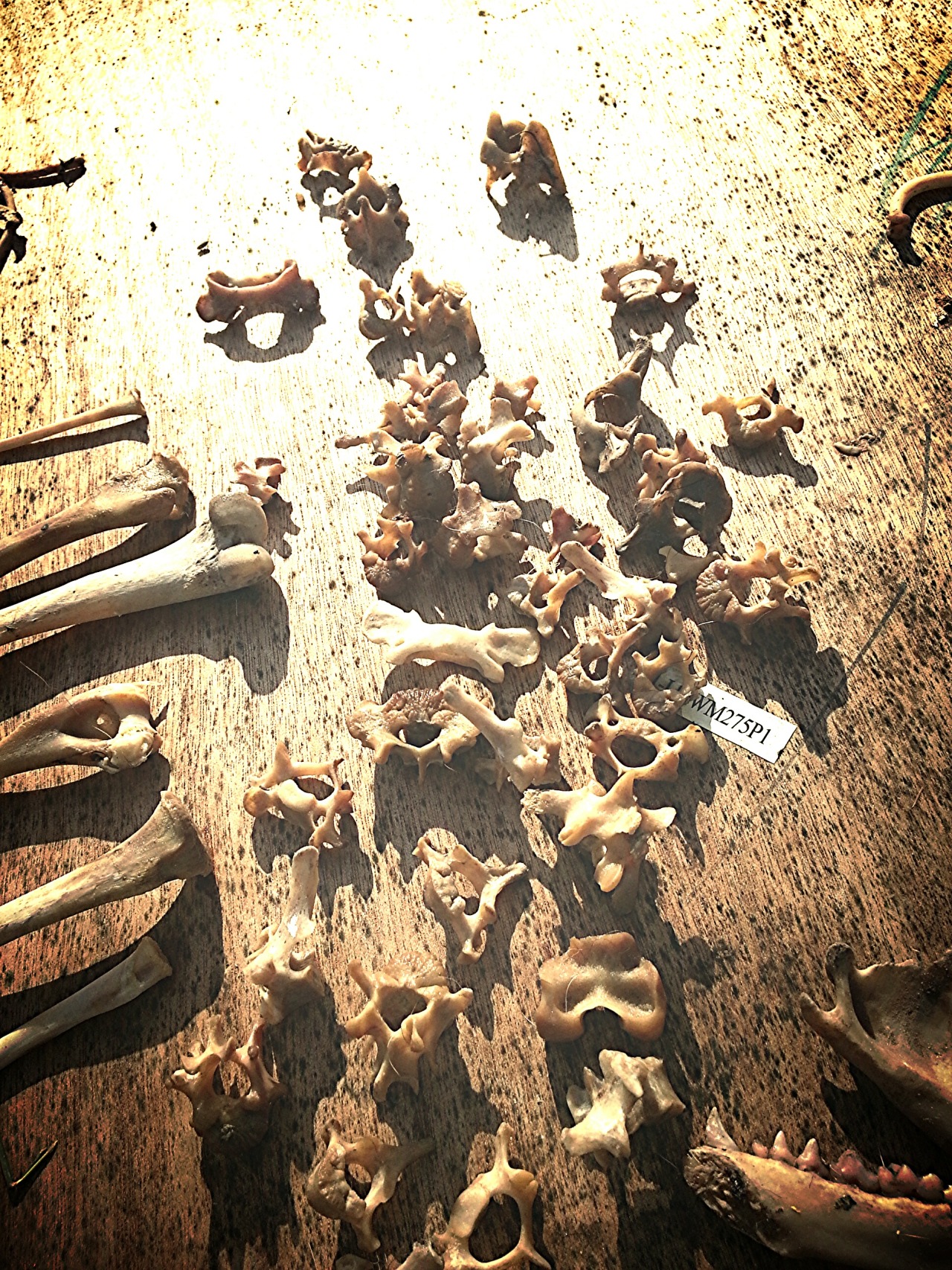bonesetcetera:  jnasty36:  Checked my maceration buckets and these are the bones