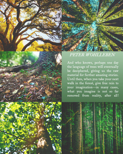 The Secret Life of Trees, Peter Wohlleben