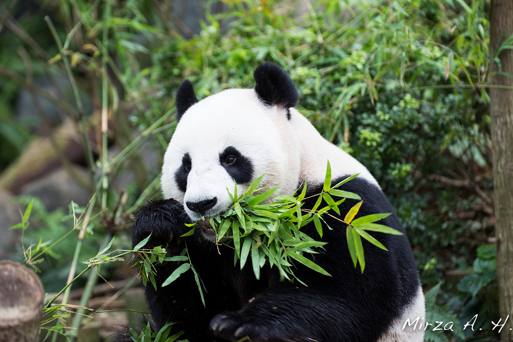 giantpandaphotos:  Jia Jia at the Singapore Zoo (River Safari) in Singapore. © Mirza