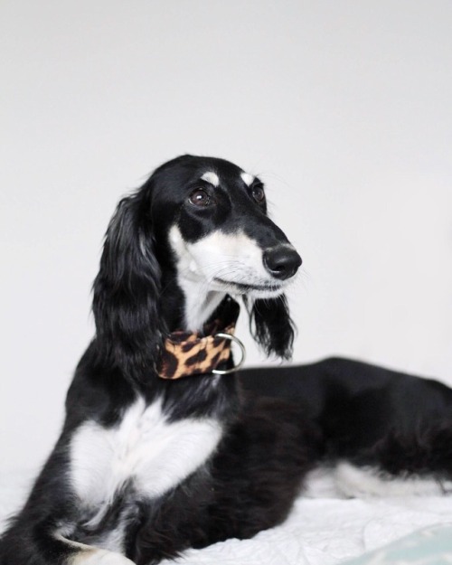 Sex luciathesaluki: Lucia and her new collar pictures
