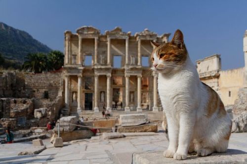 seeyouturkey:Guard Cat of the Library of Ephesus