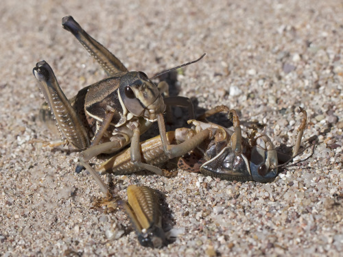 grasshoppers are unsentimental