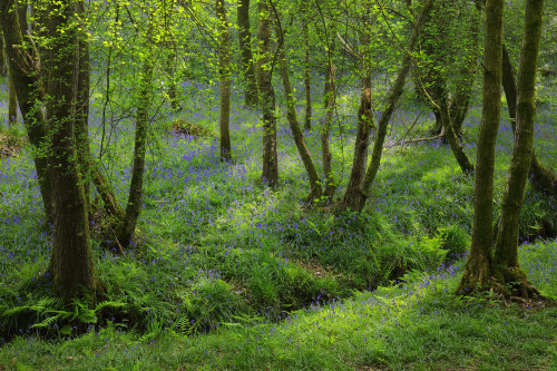 90377: Micheldever Bluebells at Dawn by Alan MacKenzie www.alanmackenziephotography.com