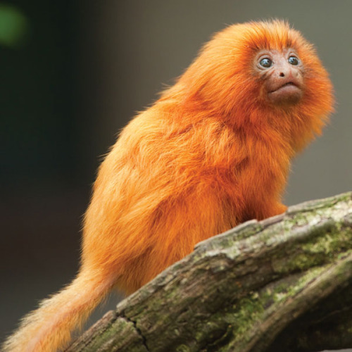 monkeyoftheday: Today’s Monkey of the Day is: Golden Lion Tamarins from the Atlantic coastal forests