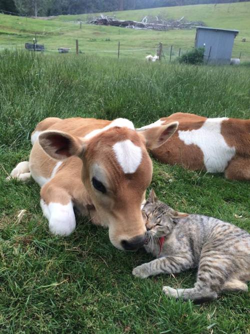 meowiiwowii:  unimpressedcats:  best buds  Reasons I love farms