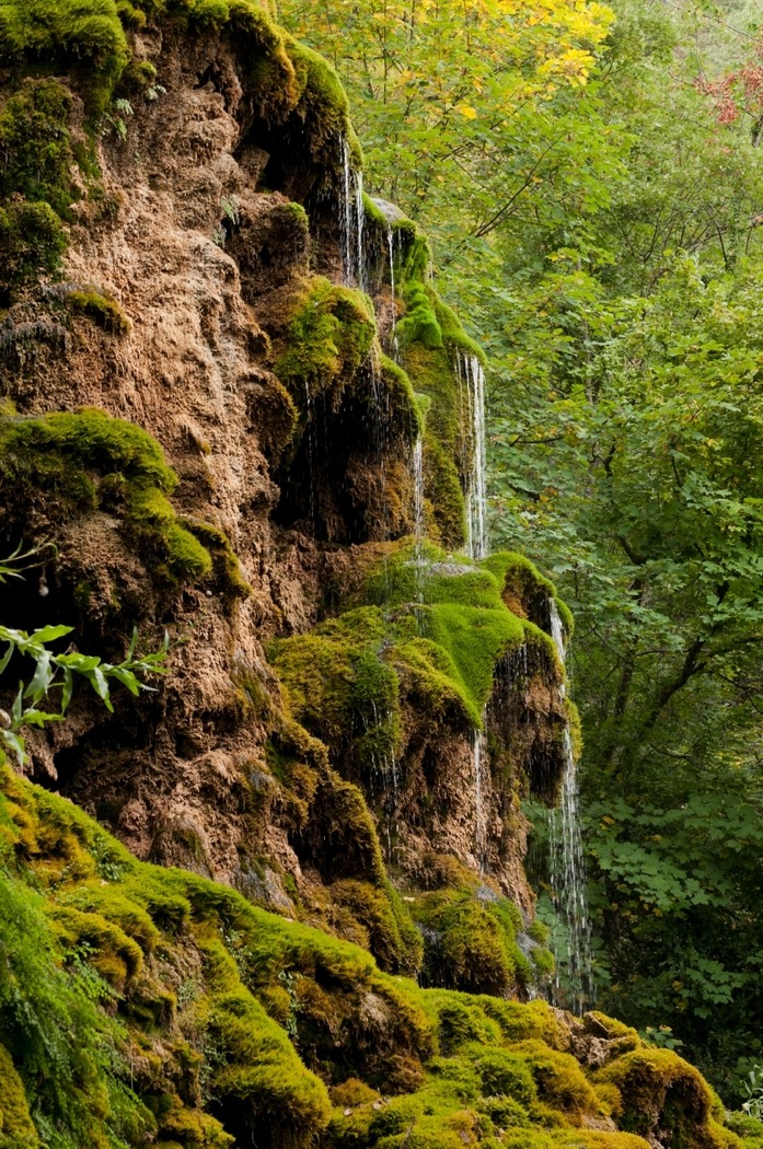 Deep In The Forest